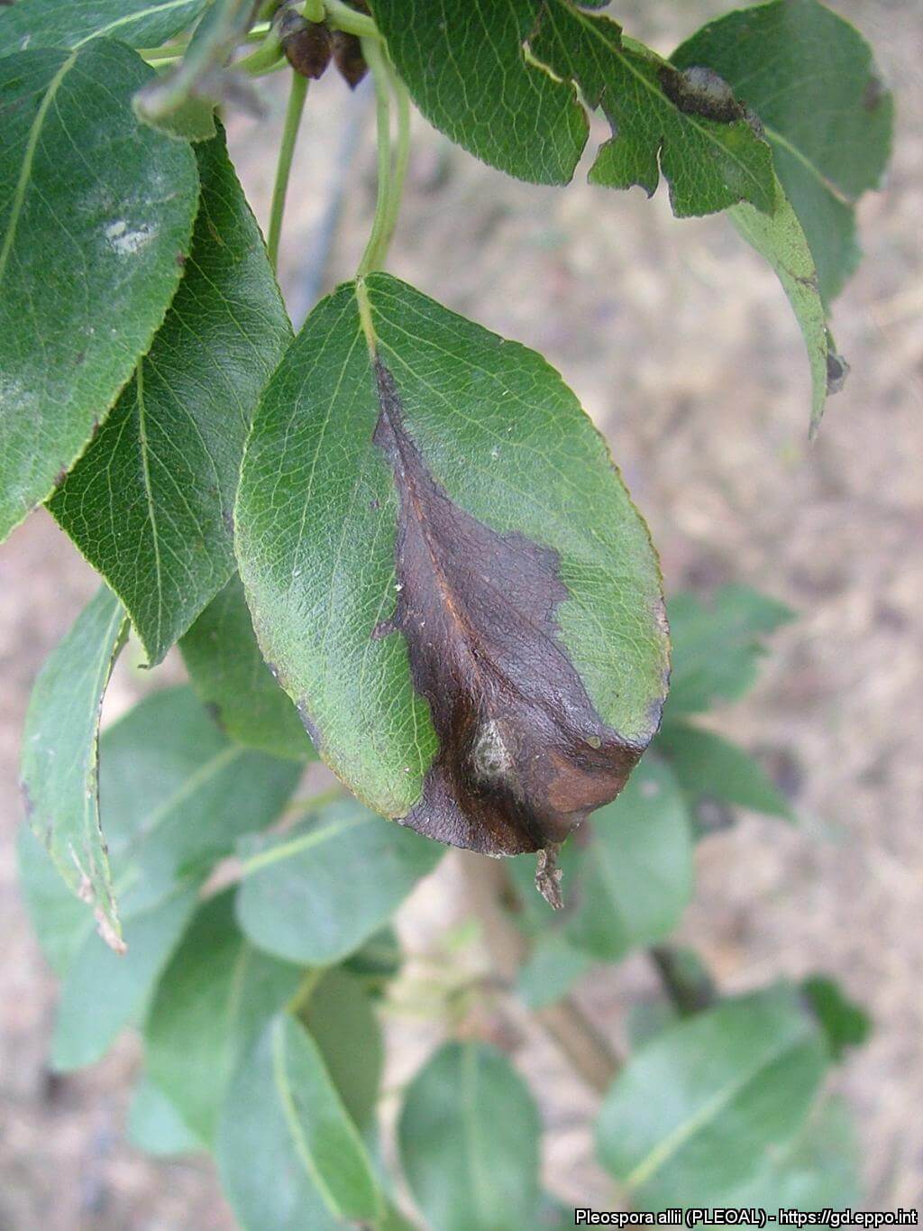 Cómo reconocer y combatir mancha negra o marrón en frutales de pepita