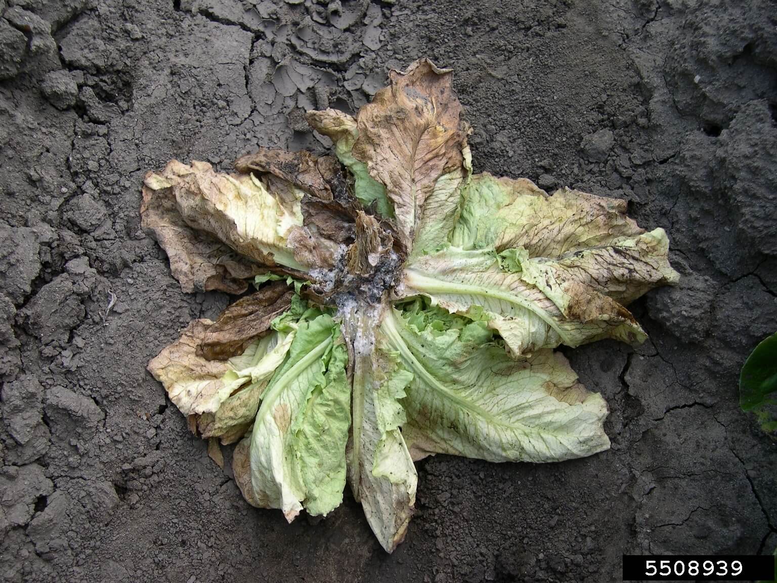 Podredumbre blanca en lechuga y similares | idMicrobe