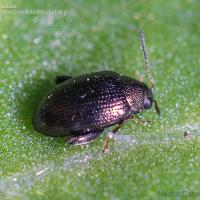 Flea infestation on sugar beet: How to recognize and treat it effectively