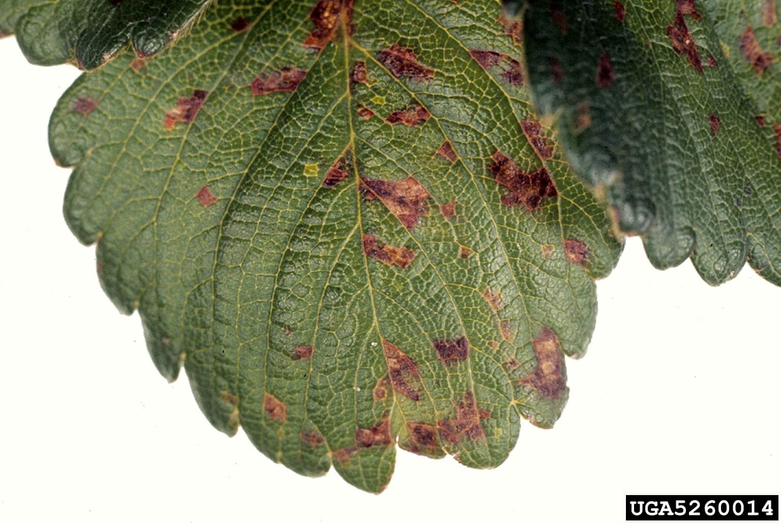 Mancha angular en fresa | idMicrobe