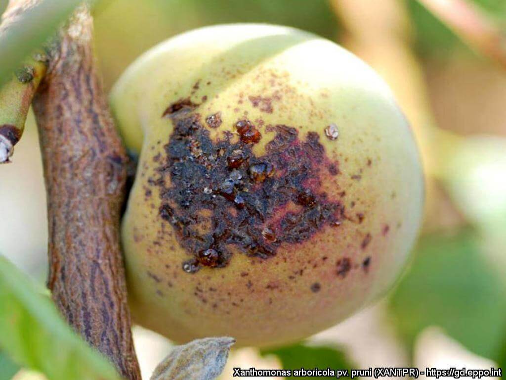 Mancha bacteriana em damasco | idMicrobe