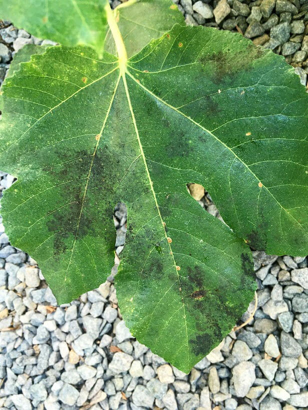 Fuligem: sintomas e danos em figos ou figueiras