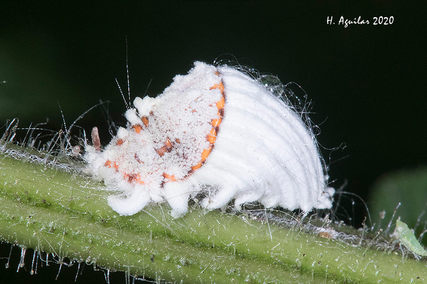 Cochinilla acanalada: Síntomas y daños en Limonero