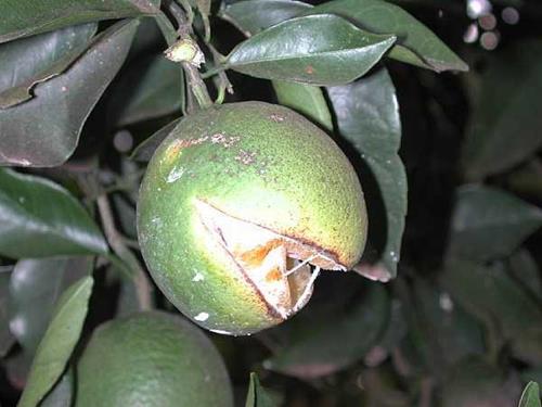 Deficiencia de potasio en frutos: cómo se reconoce y se trata eficazmente