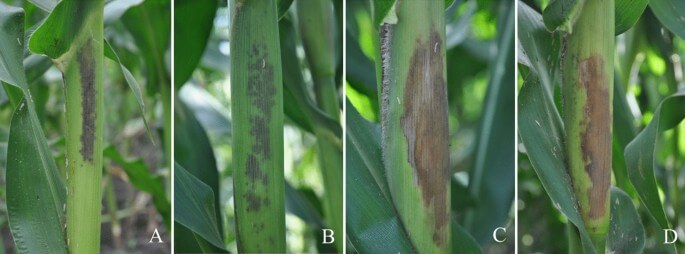 Murcha de fusarium ou acamamento do milho: sintomas e danos no milho