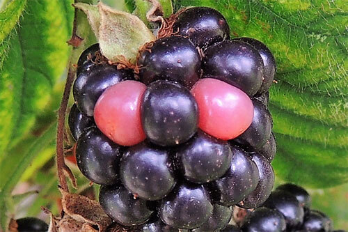 Redberry mite on blackberries | idMicrobe