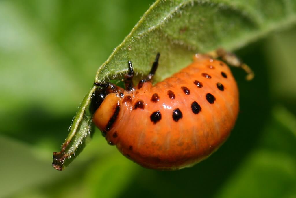 Escarabajo de la patata en Patata: Cómo se reconoce y se trata eficazmente