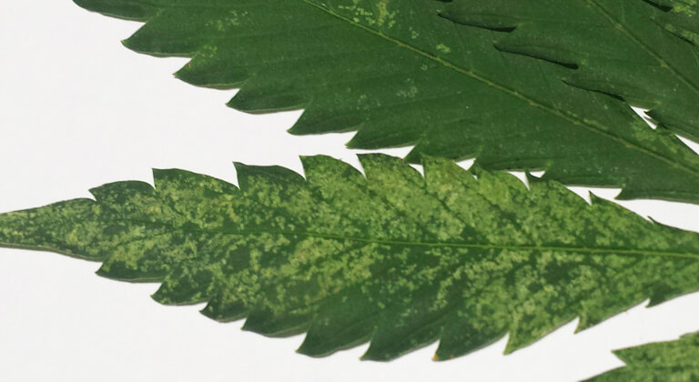 Trips en cannabis | idMicrobe