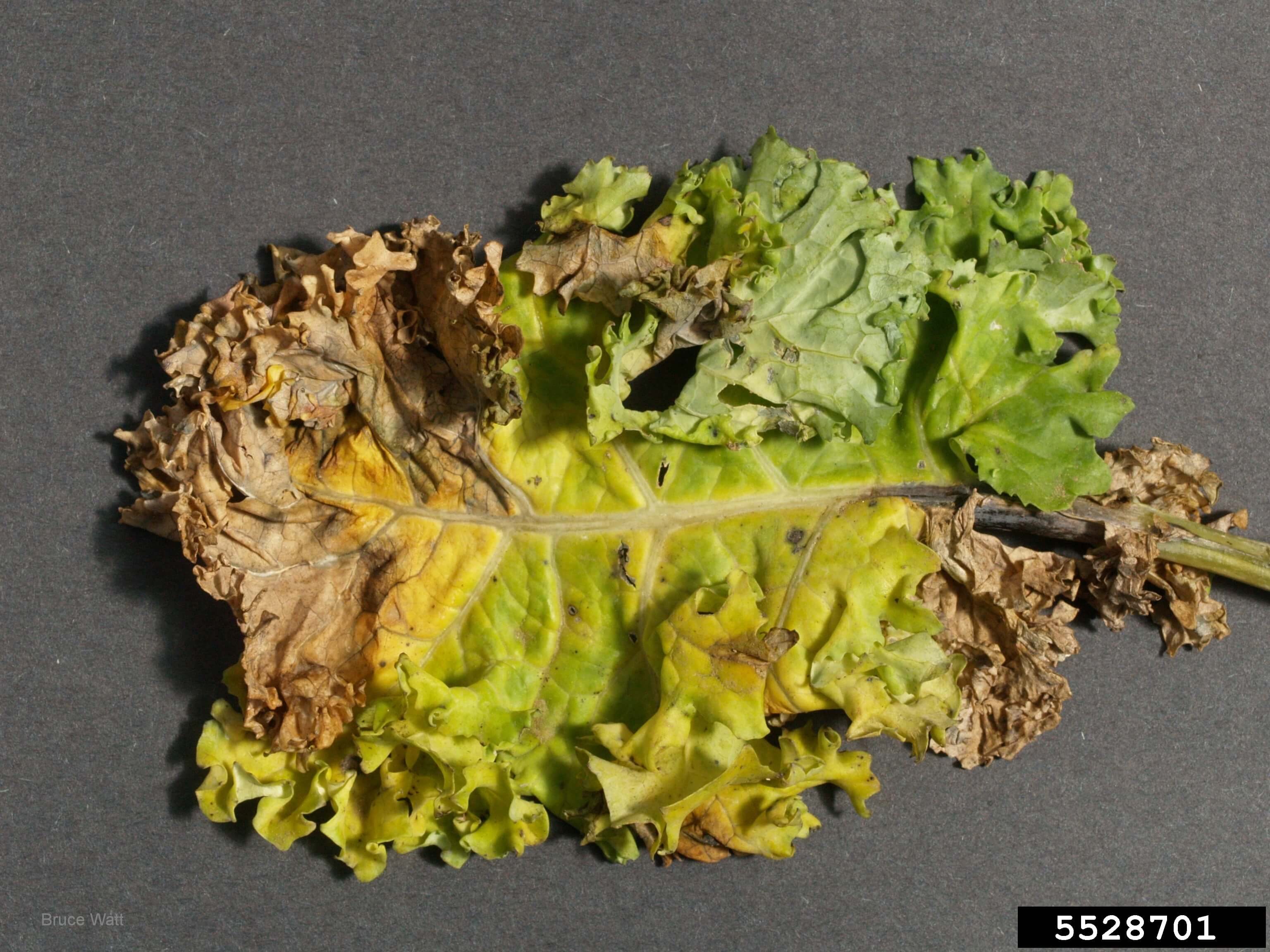 Mancha bacteriana: Síntomas y daños en Lechuga y similares