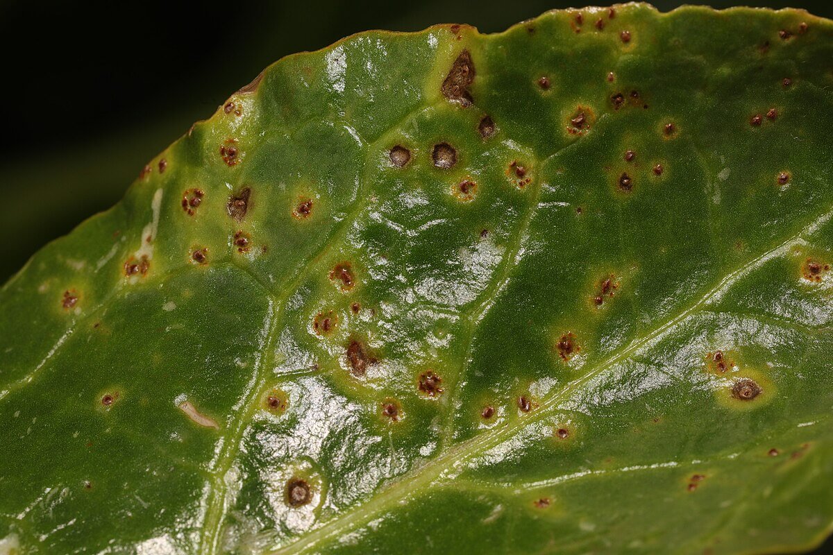 Roya en Remolacha de mesa: Cómo se reconoce y se trata eficazmente