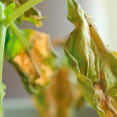 Pudrición de raíz y tallo: Síntomas y daños en Plantas decorativas de jardín y/o interior