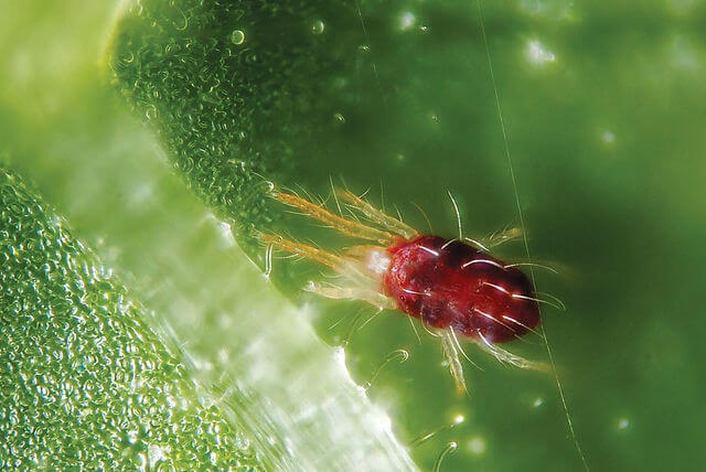 Danos causados por ácaros vermelhos na cannabis