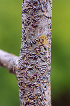 Tache des feuilles du pommier : qu'est-ce que c'est, comment elle apparaît et comment l'éliminer efficacement