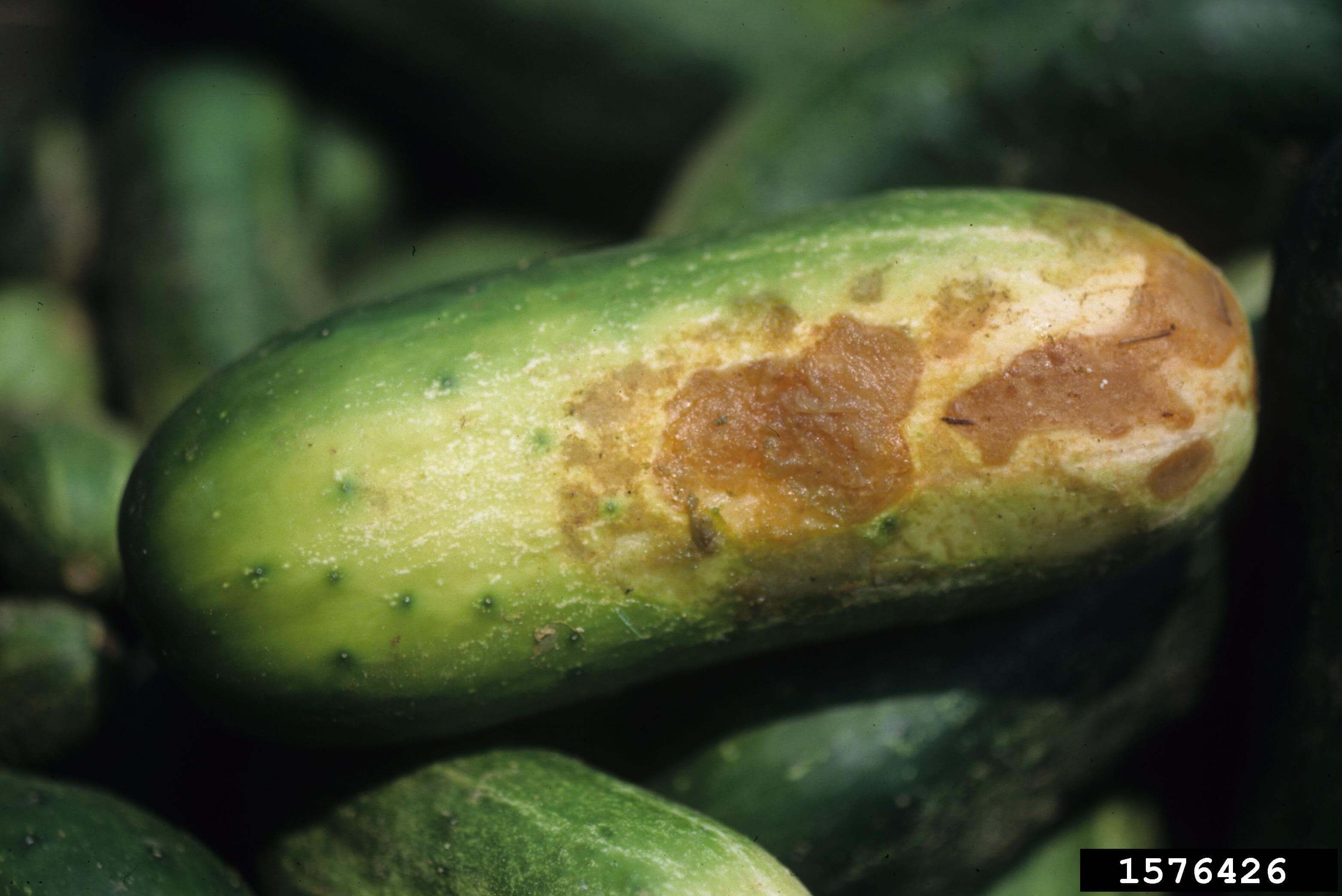 Root Rot: Symptoms and Damage in Pumpkin