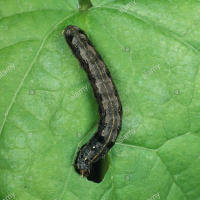 Rosquilla negra o Prodenia: Síntomas y daños en Apio