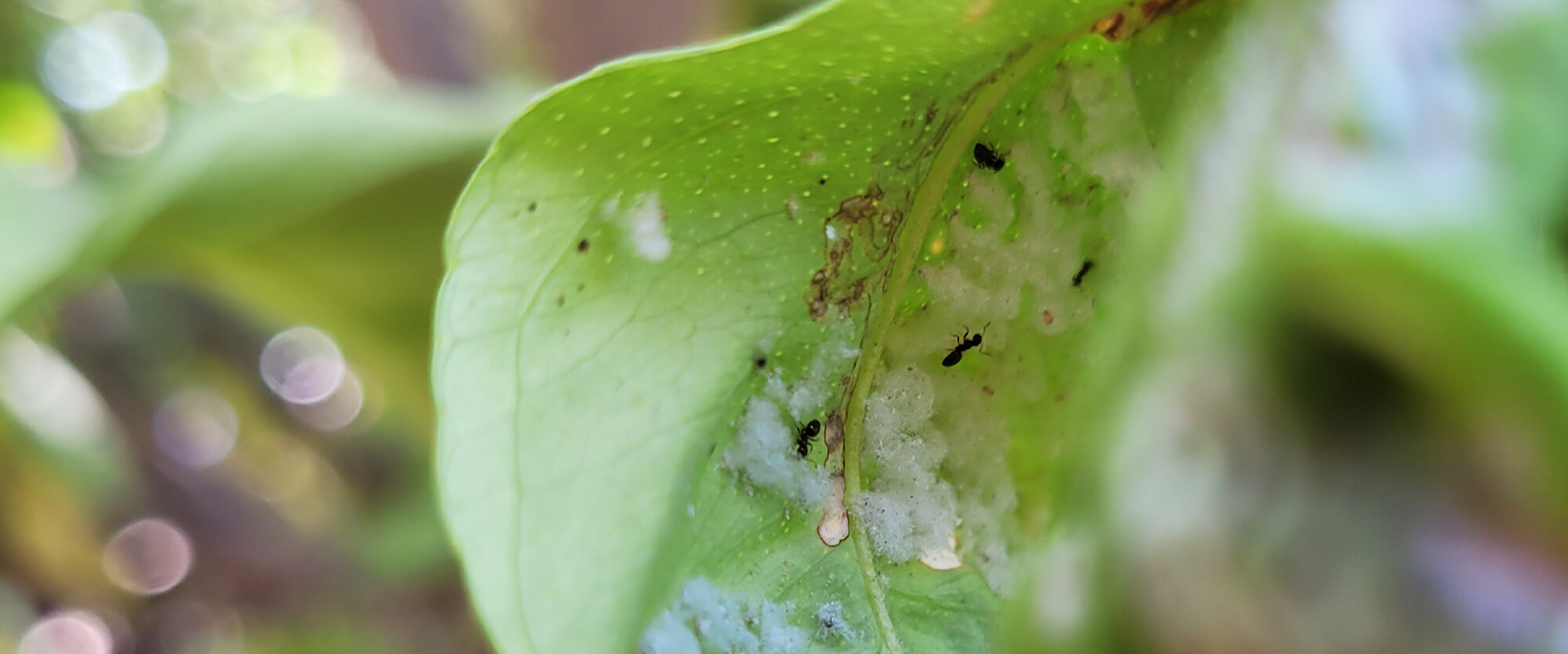 Mosca-branca em mirtilo | idMicrobe