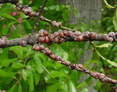 Daños en hoja
