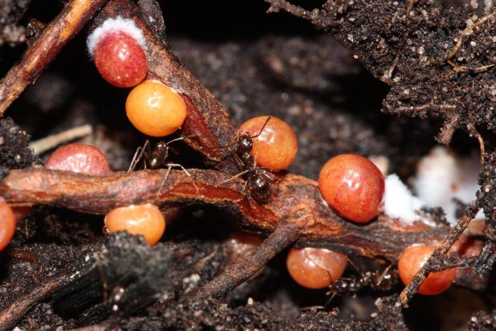 Pérola da Terra: Sintomas e Danos em Mora