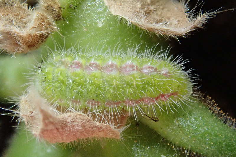 Mariposa, polilla o taladro del geranio en Geranio: Cómo se reconoce y se trata eficazmente