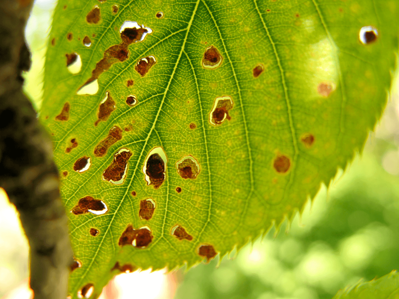 Triagem ou rajada de tiro: o que é, como ocorre e como eliminá-la de forma eficaz