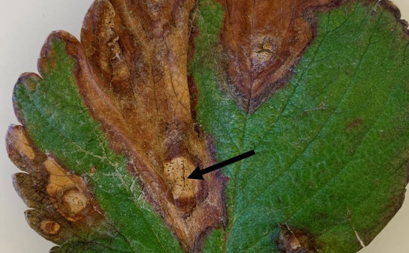 Cómo reconocer y combatir antracnosis en fresa