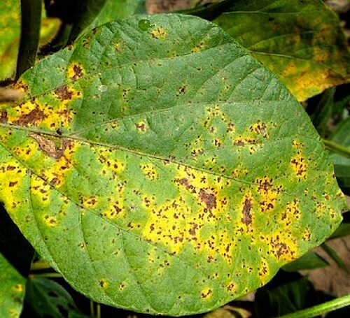Mancha parda de la soja: qué es, cómo se origina y cómo eliminar de forma efectiva
