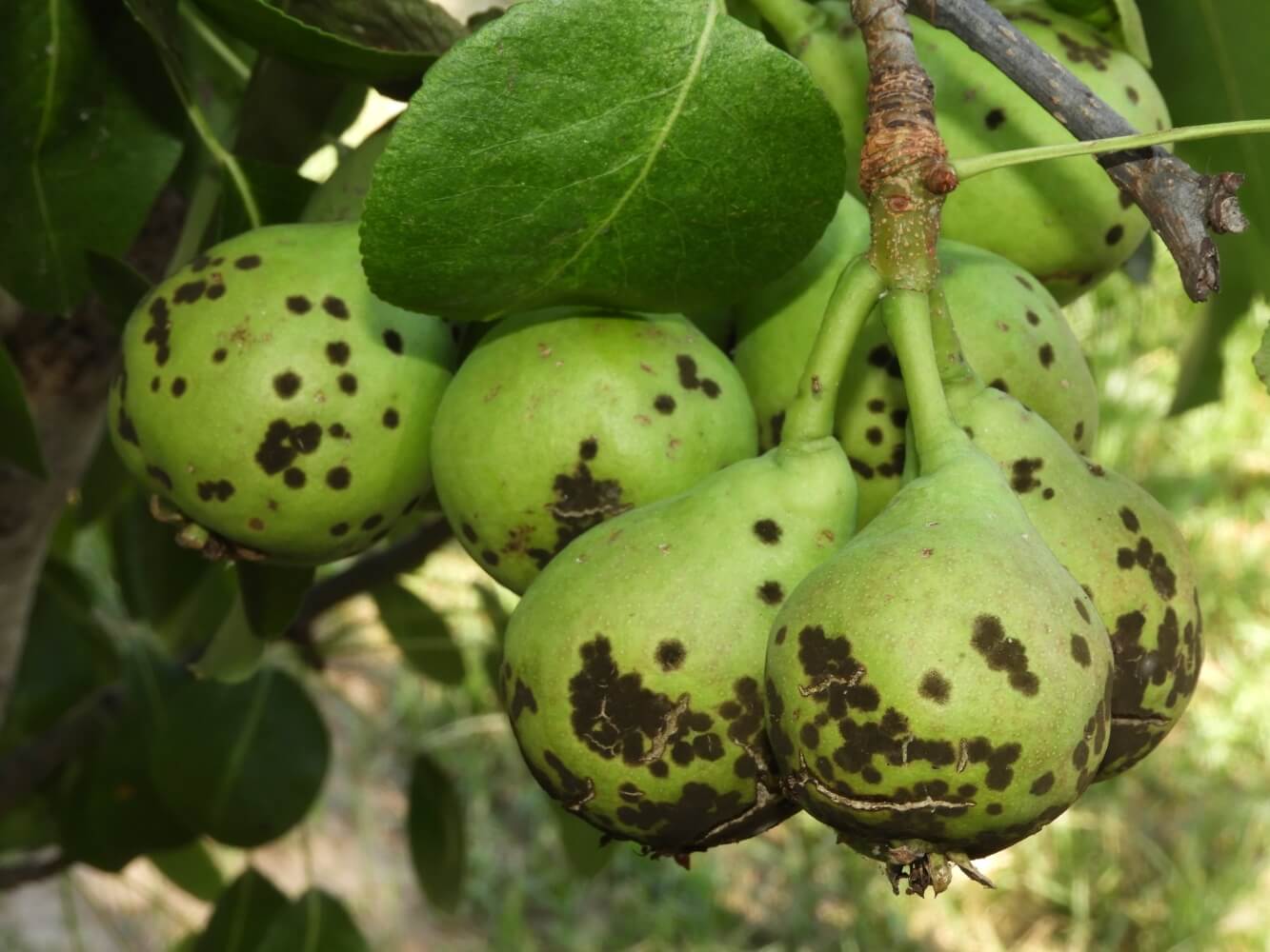 Tavelure du poirier ou marbrure du poirier : comment la reconnaître et la traiter efficacement