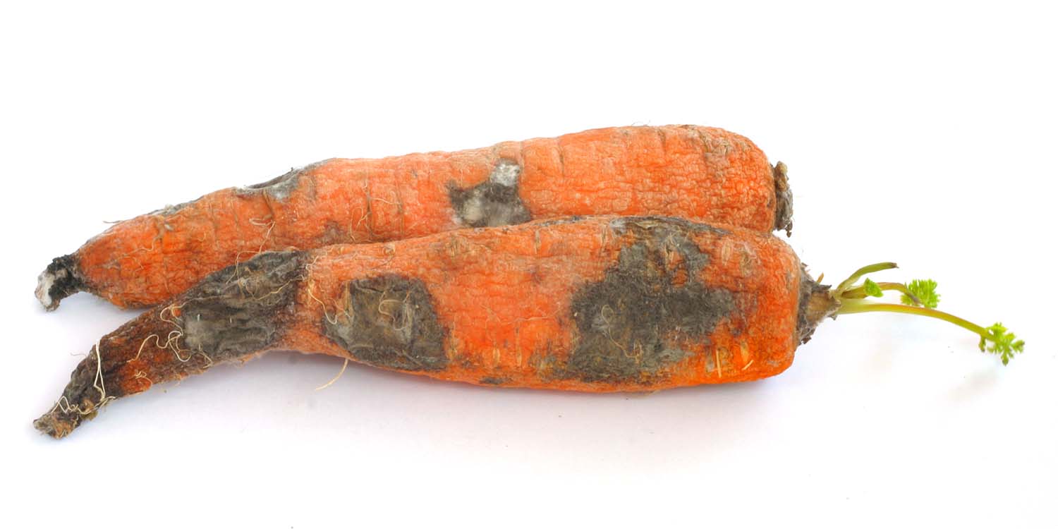 Bacteriosis in carrots | idMicrobe
