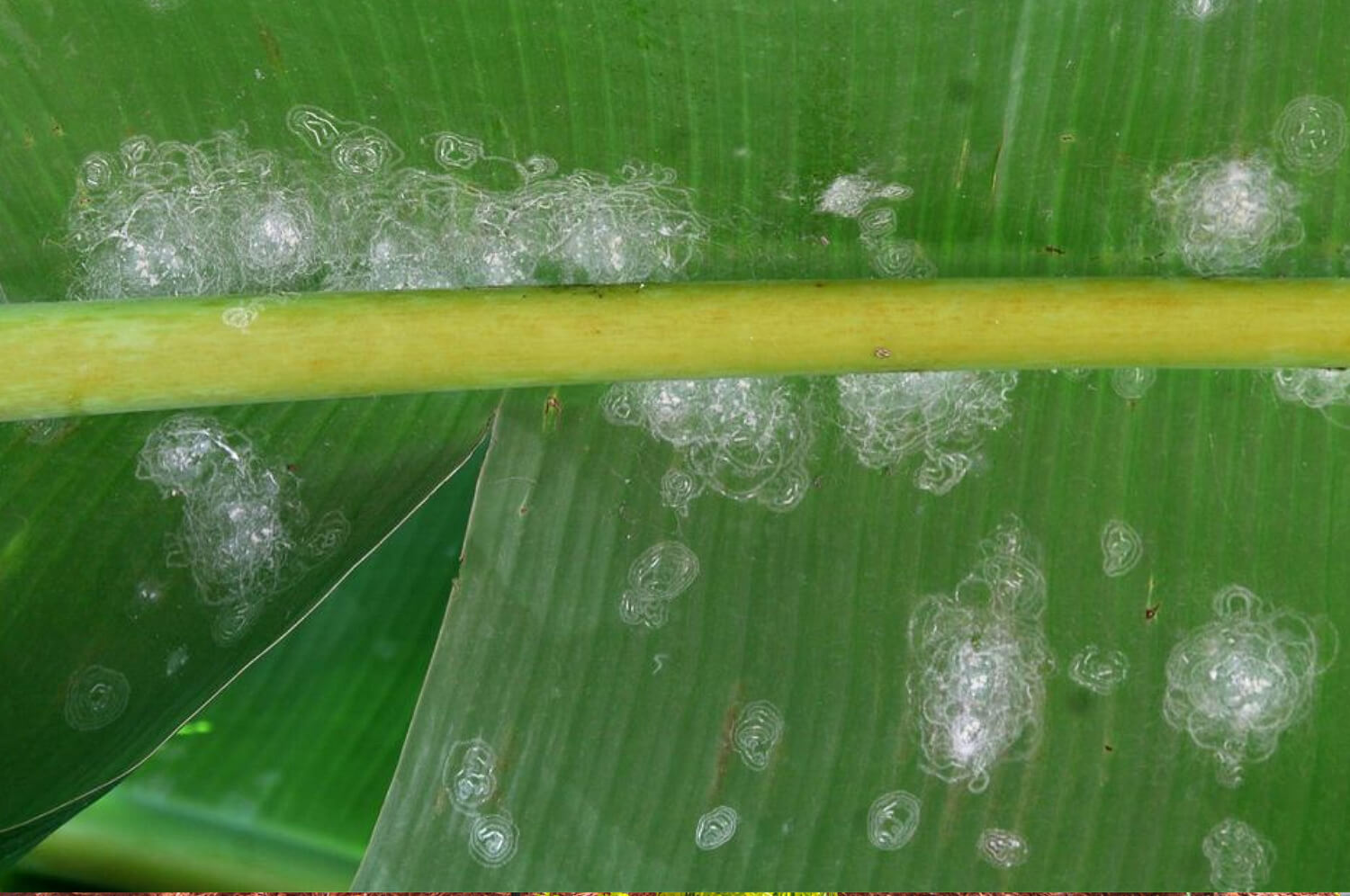 Como reconhecer e combater a mosca-branca do algodão em bananeiras