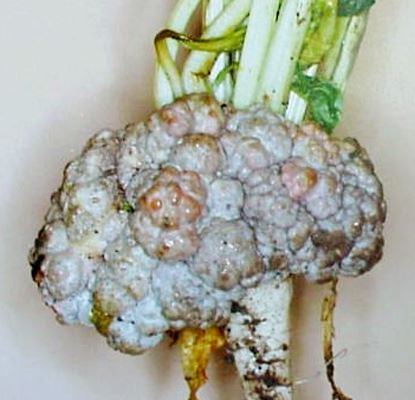 Beetroot Leprosy | idMicrobe