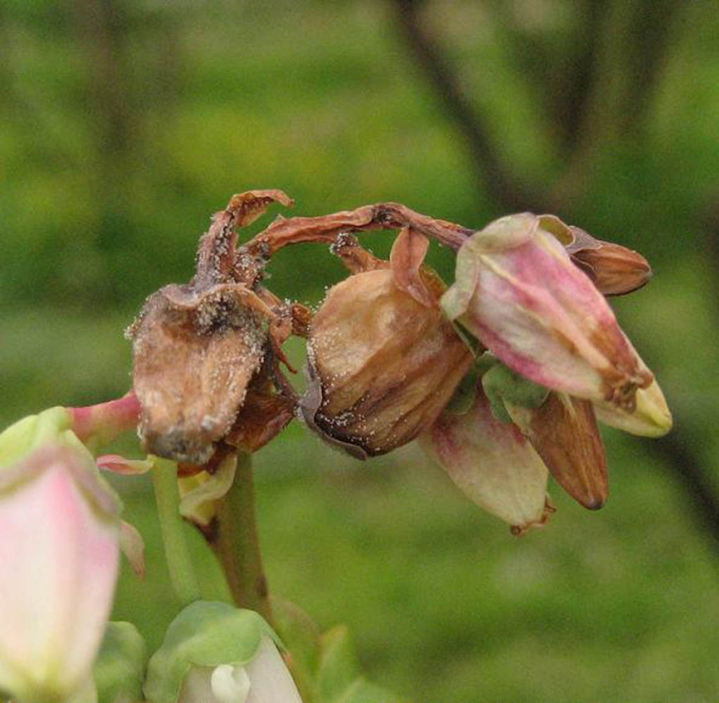 Fruit affected by Botrytis with rot and gray mold