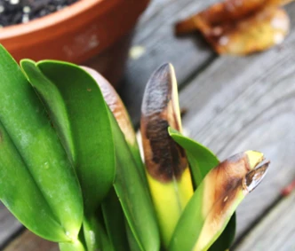 Daños por exceso de sol en plantas: identificación y prevención