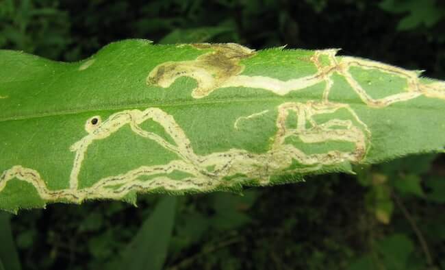 Minador en cannabis | idMicrobe