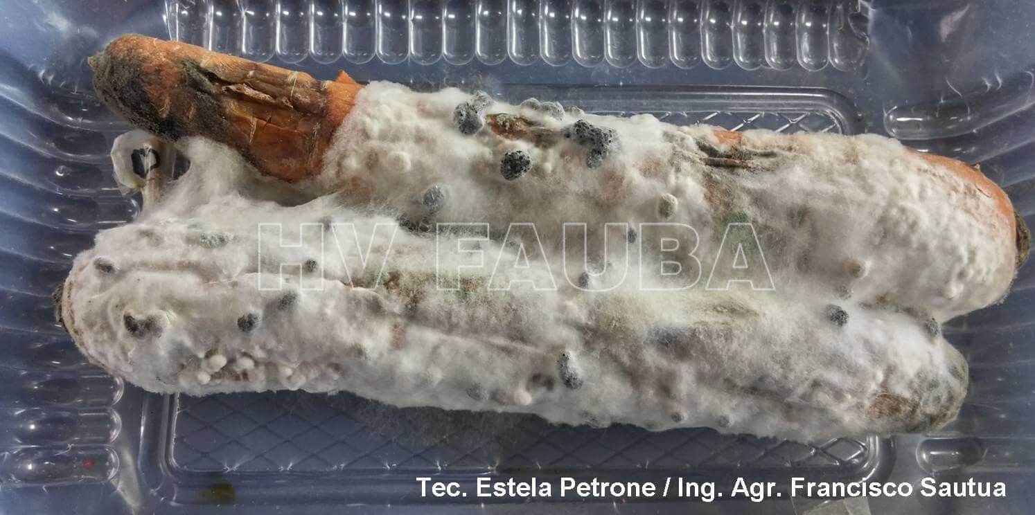 Cómo reconocer y combatir podredumbre gris en zanahoria