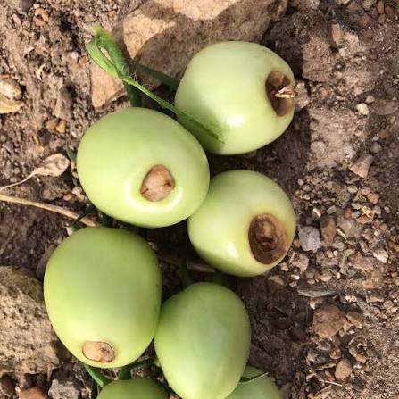 Fruit with symptoms of calcium deficiency and developmental abnormalities