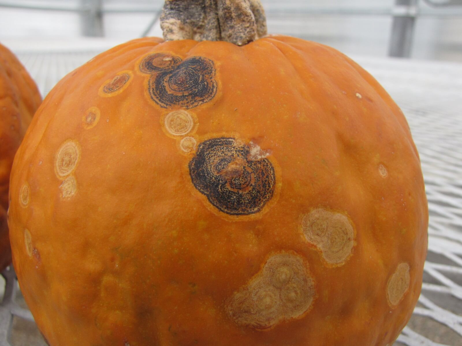 Antracnosis en calabaza | idMicrobe