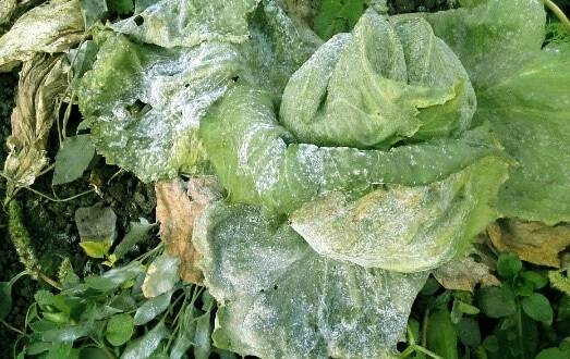 Pourriture blanche sur laitue et plantes similaires | idMicrobe