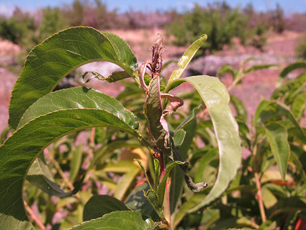 Papillon oriental : symptômes et dégâts sur les abricotiers