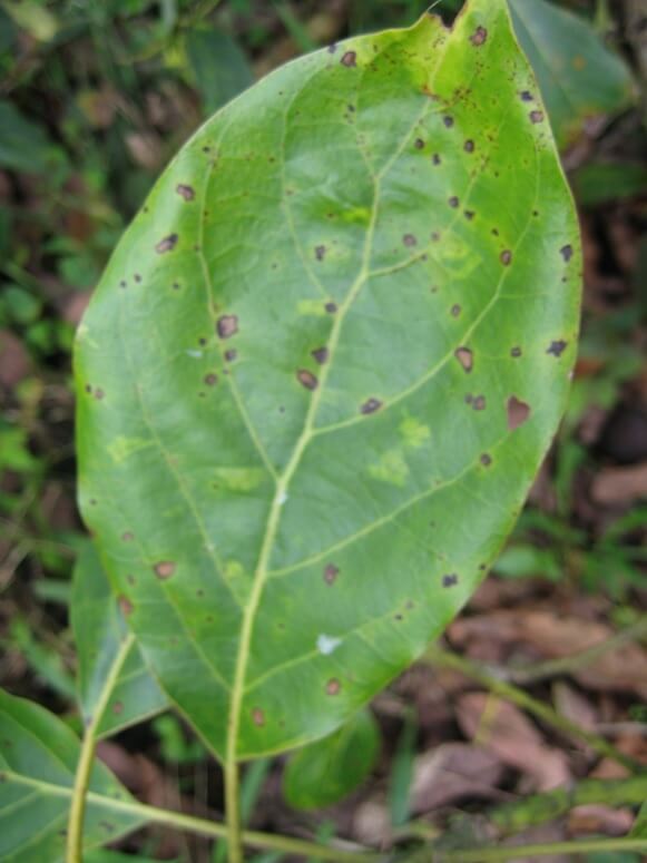 Mancha preta: sintomas e danos no abacate