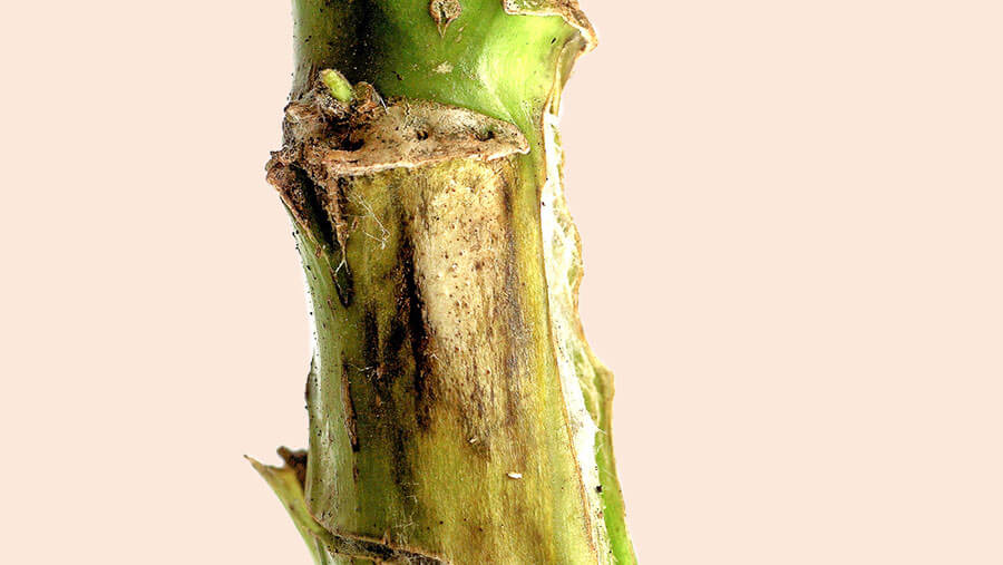 Blueberry dieback | idMicrobe