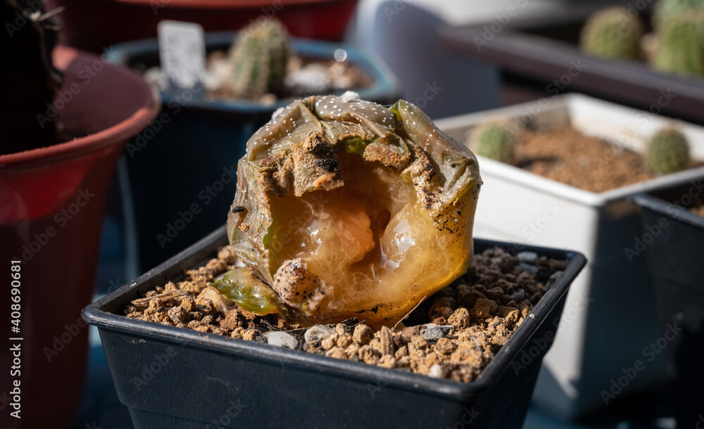 Bacteriosis en cactus | idMicrobe