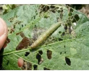 Mesurer les larves : ce qu'elles sont, comment elles apparaissent et comment s'en débarrasser efficacement