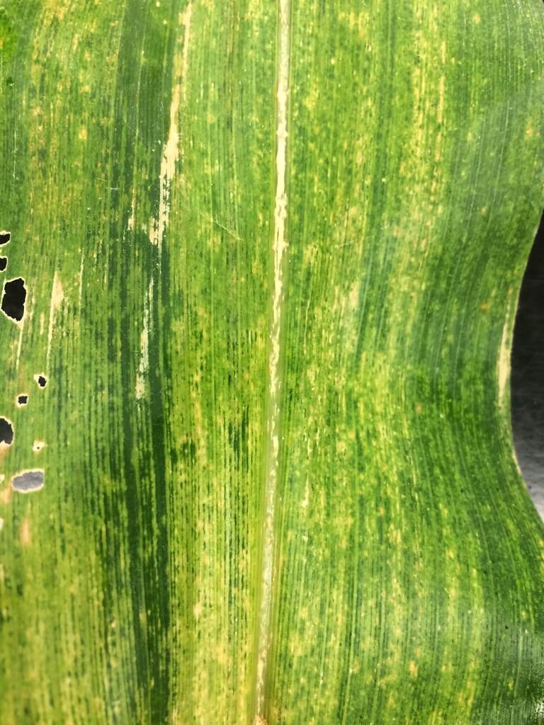 Corn chlorotic mottle virus (MCMV) in corn: How to recognize and treat it effectively