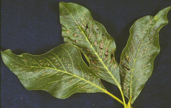 Deficiência de boro em plantas | idMicrobe