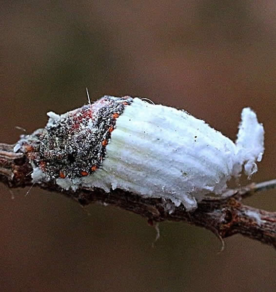 Cochonilha-nervurada: sintomas e danos em frutas cítricas
