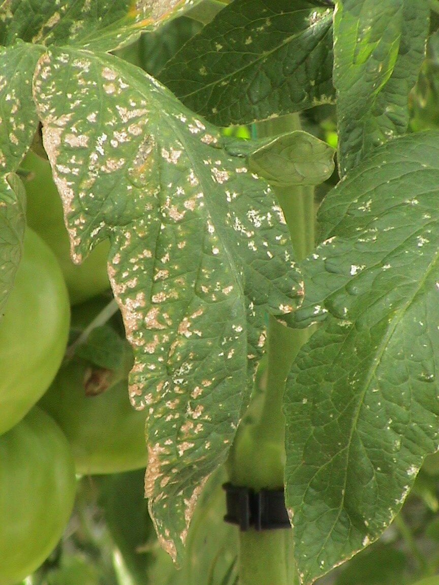 Rouilles sur plantes ornementales | idMicrobe