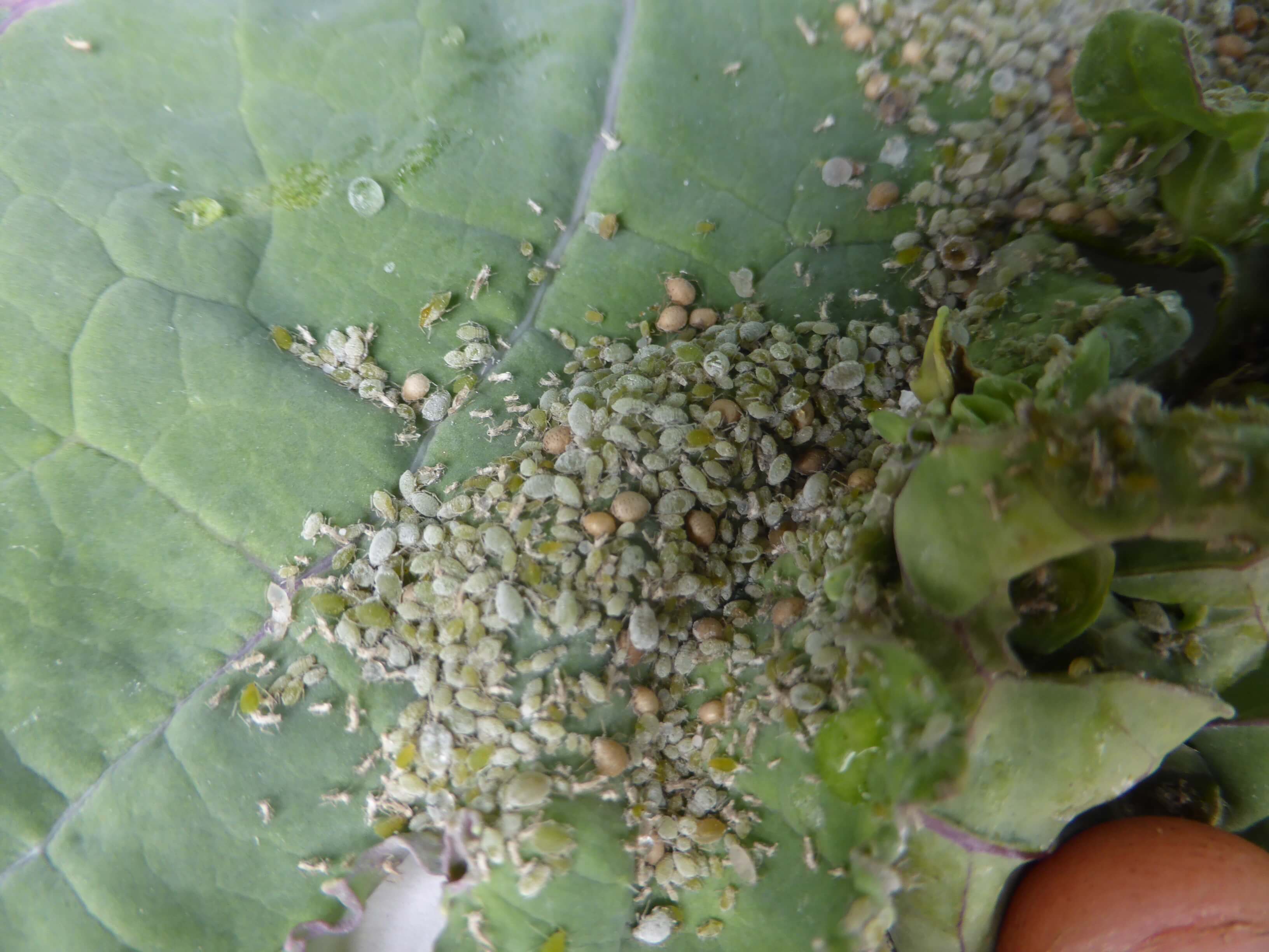 Dégâts causés par les pucerons sur les betteraves de table