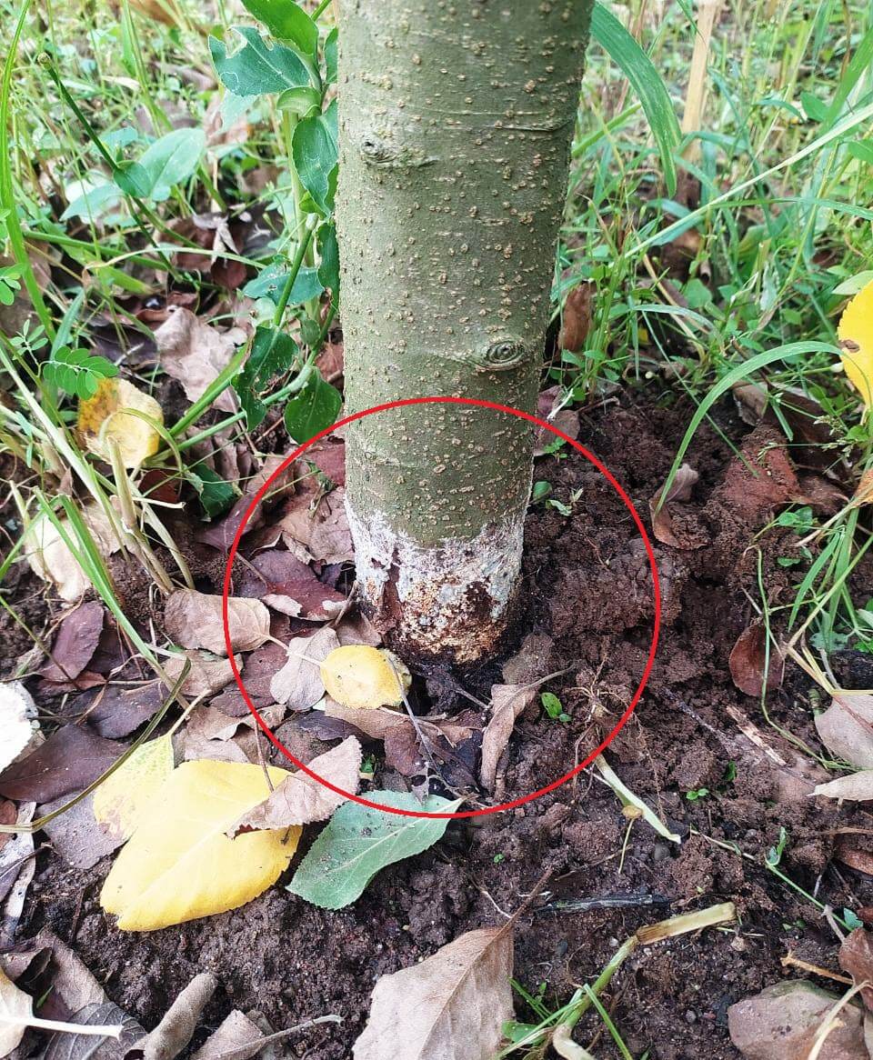 Pourriture du collet des arbres fruitiers à pépins : comment la reconnaître et la traiter efficacement