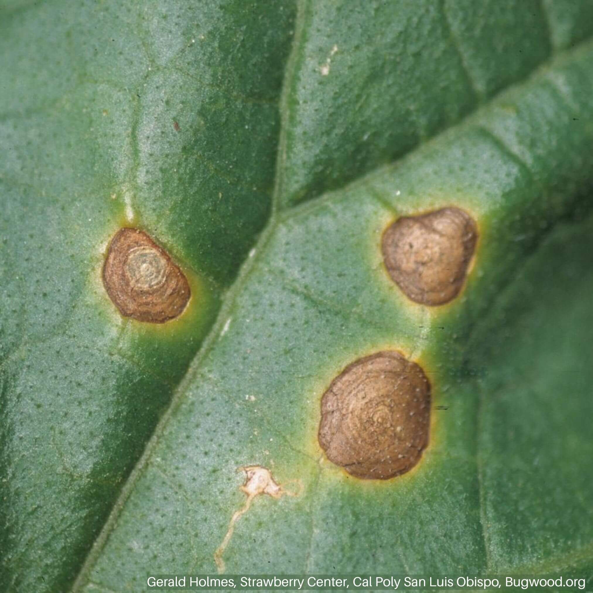Tizón de la hoja o mancha foliar en calabaza | idMicrobe