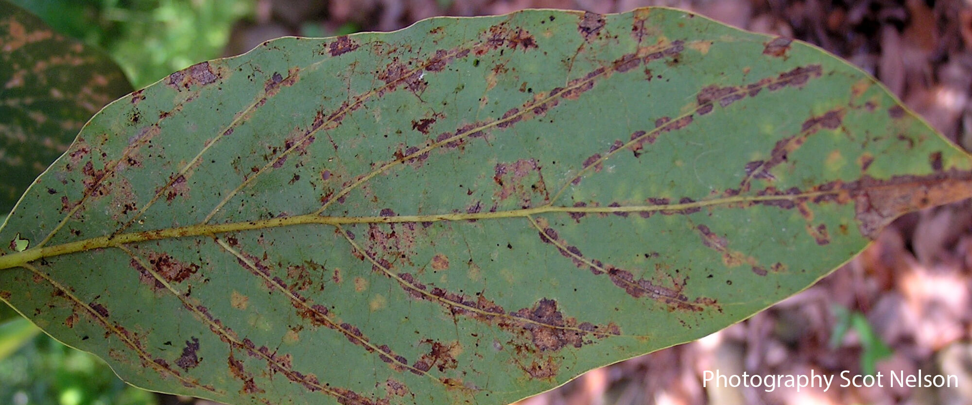 Danos causados pelo ácaro cristal no abacate